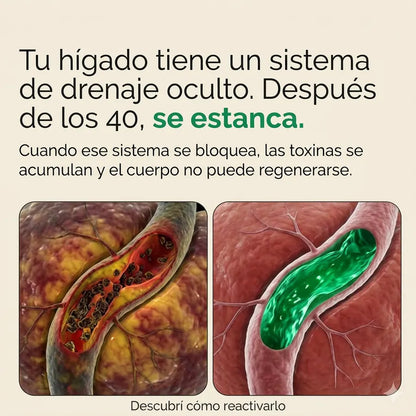 Tratamiento Hígado | Sculptique™